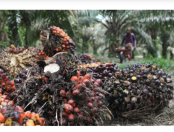 Kalimantan Barat: Ancaman Ketahanan Pangan Akibat Dominasi Monokultur Kelapa Sawit