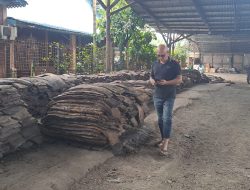 Harga Jagung Capai Rp 5.500/Kg, Petani Bengkayang Sambut Gembira