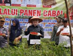 Panen Perdana, Wakil Bupati Netta Apresiasi Program Pemanfaatan Lahan Kelompok Petani Cabai