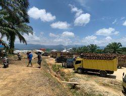 Diduga Langgar Aturan, PMKS PT MSB Subulussalam Dilaporkan ke RSPO