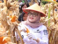 Wabup Netta Bersama Kapolres Banyuasin Panen jagung bersama dukung swasembada pangan Nasional