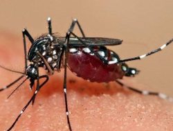 Aceh Singkil Dikepung Malaria, Sandang Status Kejadian Luar Biasa