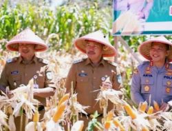 Bupati Kerinci dan Wako Sungai Penuh Hadiri Panen Raya Jagung Polsek Air Hangat