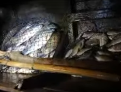 Ikan Bermatian, Kehidupan Nelayan Terancam, Siapa yang Bertanggung Jawab
