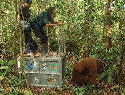 Menjawab Konflik Satwa-Manusia, Orangutan Ketapang Dipindahkan ke Hutan Lindung Gunung Tarak
