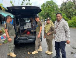 Satpol PP dan Dinas Sosial Pontianak Amankan ODGJ di Jalan Rajawali, Wujudkan Lingkungan Tertib dan Manusiawi