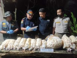 1.950 Butir Telur Penyu Diselamatkan, PSDKP Pontianak Gandeng Kelompok Konservasi Kawal Penetasan Alami