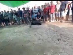 Praktik Judi Sabung Ayam di Desa Bonet Engkabang Diduga Tetap Berlangsung Meski Sudah Dipasangi Police Line