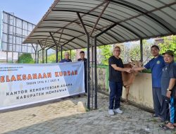 Kemenag Mempawah Salurkan 19 Sapi Kurban, Wujud Nyata Kepedulian dan Kebersamaan di Iduladha 1446 H