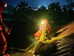 Tim Damkar Satpol PP Sanggau Evakuasi Sarang Tawon Raksasa Asia di Atap Rumah Warga