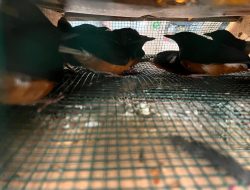 173 Ekor Burung Dilindungi Gagal Diselundupkan di Pelabuhan Dwi Kora Pontianak