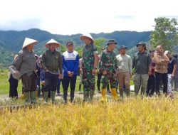 Panen Raya Padi di Kerinci, Simbol Sinergi Petani, Pemda dan TNI