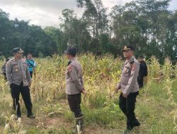 Dukung Ketahanan Pangan, Wakapolres Sanggau Tinjau Lahan Jagung Siap Panen  Raya Tayan Hulu
