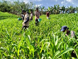 Polsek Parindu Lakukan Perawatan Intensif Lahan Demplot Jagung Hibrida di Dusun Engkayuk