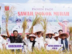 Sumbar Dorong Swasembada Pangan Lewat Metode Sawah Pokok Murah