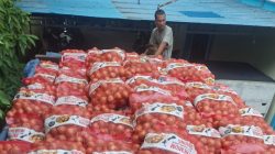 Bea Cukai Kalbagbar Gagalkan Penyelundupan 21 Ton Bawang Bombai Ilegal di Pelabuhan Dwikora