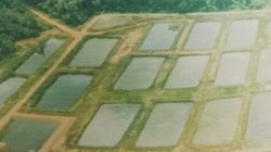 DLH Melawi Awasi Ketat Limbah PT SIP, DPRD Desak Evaluasi Izin Pabrik Sawit