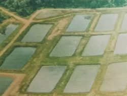 DLH Melawi Awasi Ketat Limbah PT SIP, DPRD Desak Evaluasi Izin Pabrik Sawit