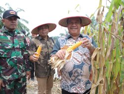 Bupati Asahan Ikuti Panen Raya Jagung Serentak yang Dipimpin Presiden Republik Indonesia