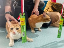 Unik! Klinik Hewan Purnama Meriahkan HUT RI ke-80 dengan Lomba Hewan Peliharaan dan Vaksinasi Gratis