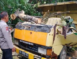 Dump Truck Bermuatan Pasir Tertimpa Pohon di Bengkayang, Sopir Alami Luka Serius