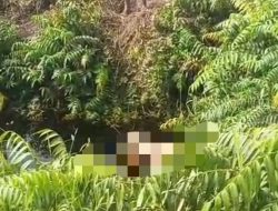 Warga Durian Sebatang Ditemukan Tewas Mengapung di Sungai Perkebunan Sawit