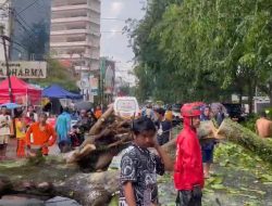 Hujan Deras Disertai Angin Kencang, Sejumlah Pohon Tumbang di Pontianak
