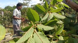 Pemprov dan DPRD Kalbar Sepakat Atur Tata Kelola Kratom, Siap Konsultasi ke Kemendagri