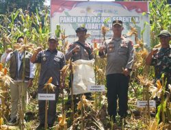 Wabup Juli Suryadi Burdadi Hadiri Panen Raya Jagung Serentak di Toho, Tegaskan Komitmen Sukseskan Swasembada Pangan