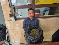 Penyelundupan 2,46 Kg Ganja Digagalkan di Bandara Sentani, Penumpang Tujuan Sorong Diamankan