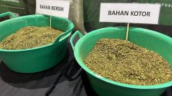 Kalbar Dorong Pengembangan Kratom Legal dan Berkualitas untuk Pasar Global