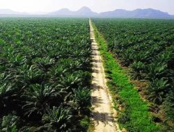 Investasi Rp 8 Triliun di Ketapang Dinilai Tak Signifikan Kurangi Pengangguran, Dampak Lingkungan Justru Masif