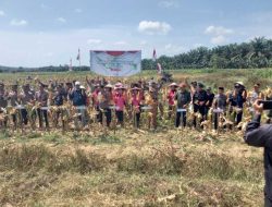 Bulog Singkawang Serap Hasil Panen Jagung dan Gabah Petani di Singbebas