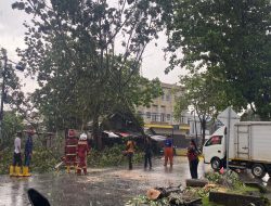 Pohon Besar Tumbang di Jalan Danau Sentarum, Satu Pengendara Terjatuh Akibat Hujan Disertai Angin Kencang