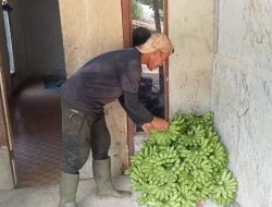 Program Makan Bergizi Gratis Bantu Sejahterakan Petani Pisang di Kayong Utara