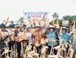 Panen Raya Jagung di Kubu Raya Tegaskan Komitmen Pemerintah Perkuat Ketahanan Pangan Desa