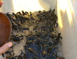 Pokdarwis Tanjung Api Berhasil Lestarikan 2.000 Ekor Penyu di Paloh, Sambas