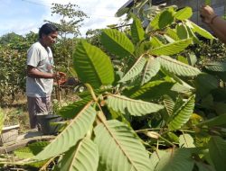 Wakil Gubernur Kalbar: 730,4 Kg Kratom yang Diselundupkan Bukan Ekspor, Tapi Tindakan Ilegal