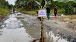 Tiga Dekade Tak Diperbaiki, Warga Seranggam Sambas Tanam Pohon Pisang di Jalan Rusak