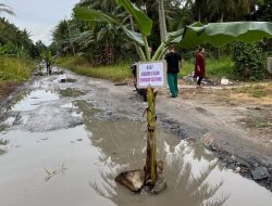 Tiga Dekade Tak Diperbaiki, Warga Seranggam Sambas Tanam Pohon Pisang di Jalan Rusak