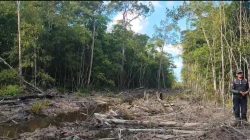 Warga Kecewa Kasus Pembabatan Hutan Mangrove Tak Kunjung Jelas, DPRD Dinilai Belum Tegas