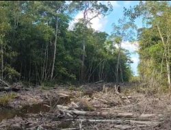 Warga Kecewa Kasus Pembabatan Hutan Mangrove Tak Kunjung Jelas, DPRD Dinilai Belum Tegas
