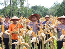 Polres Melawi Panen Jagung Perdana di Batu Ampar, Wujud Nyata Dukungan Polri terhadap Swasembada Pangan Nasional