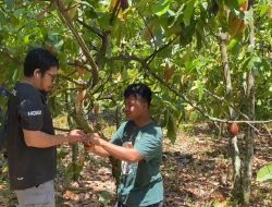 Harga Turun, Petani Kakao Wanasaba Minta Sentuhan Pemerintah