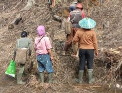 Petani Melawi Sambut Musim Tanam dengan Semangat Baru, Pemerintah Salurkan Benih dan Herbisida Gratis