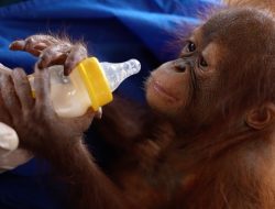 BKSDA Kalbar dan YIARI Selamatkan Bayi Orangutan dari Pemeliharaan Ilegal di Lokasi PETI Sayan Ketapang