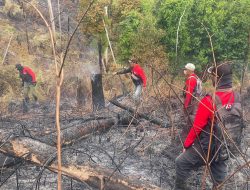 Kebakaran Hutan Melanda TWA Gunung Melintang Sambas, 1,6 Hektare Lahan Konservasi Terbakar