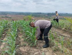 Wujudkan Kemandirian Pangan, Polsek Kembayan Lakukan Pengecekan Rutin di Lahan Demplot