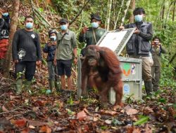 Tiga Orangutan Kalimantan Kembali ke Habitat Alami, Badul, Korwas, dan Asoka Dilepasliarkan di TNBBBR Melawi