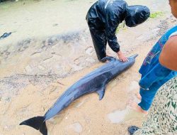 Lumba-lumba Terdampar di Pantai Mentibar Sambas, Ditemukan Warga Saat Mencari Tengkuyung